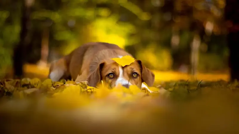 Afbeelding van liggende hond in een herfstachtig bos.